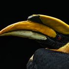 Doppelhornvogel-Portrait 001