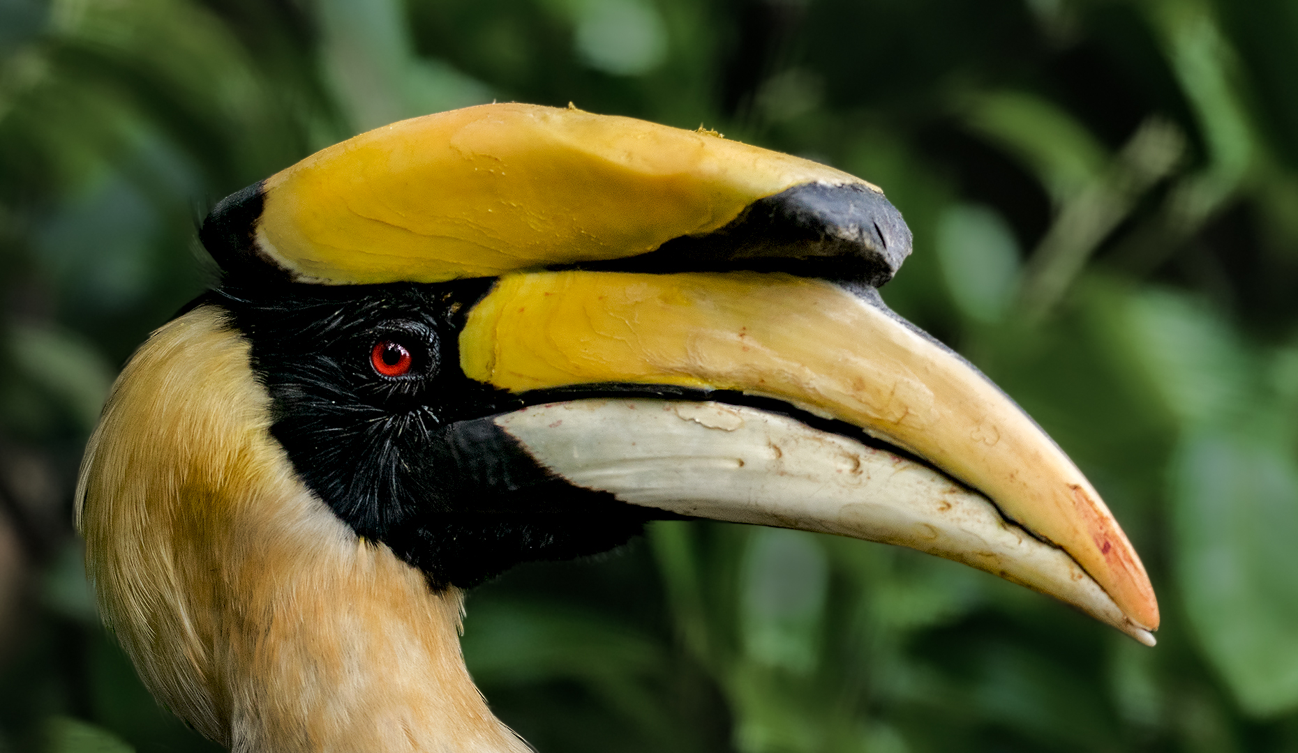 Doppelhornvogel-Portrait 001 