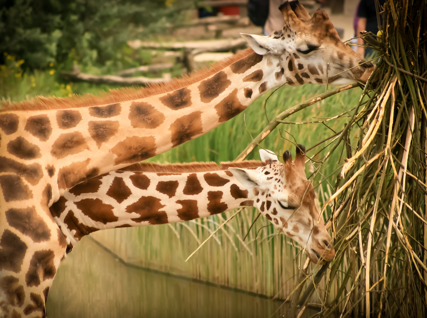 Doppelköpfige Giraffe