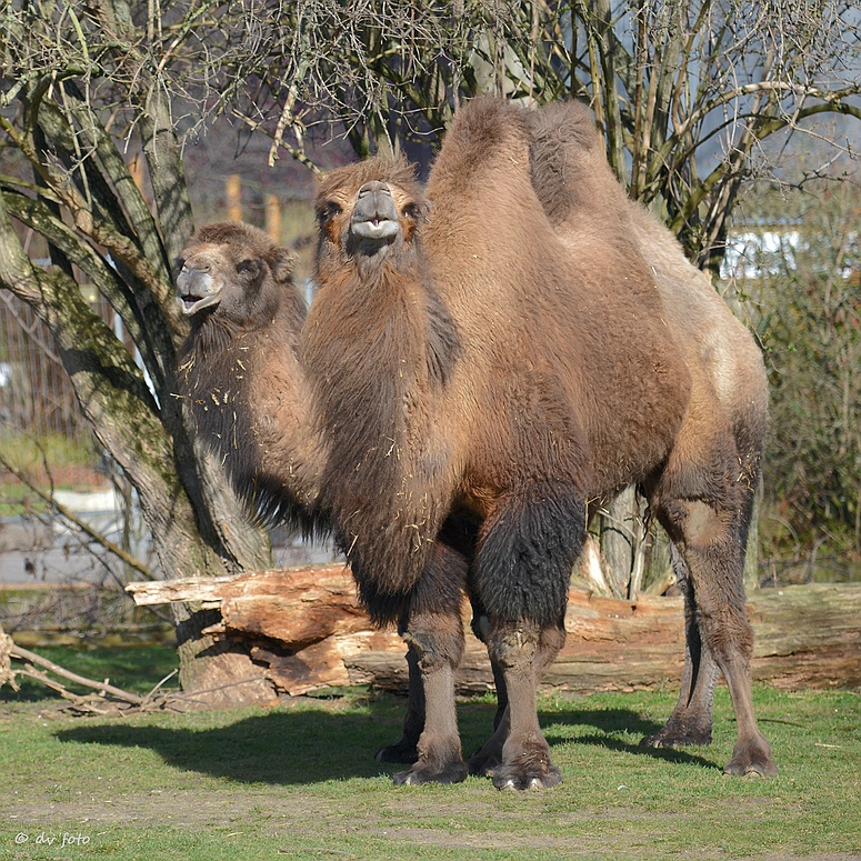 Doppelköpfiges Kamel