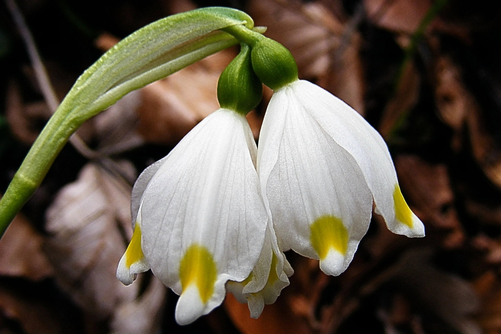 Doppelkopf