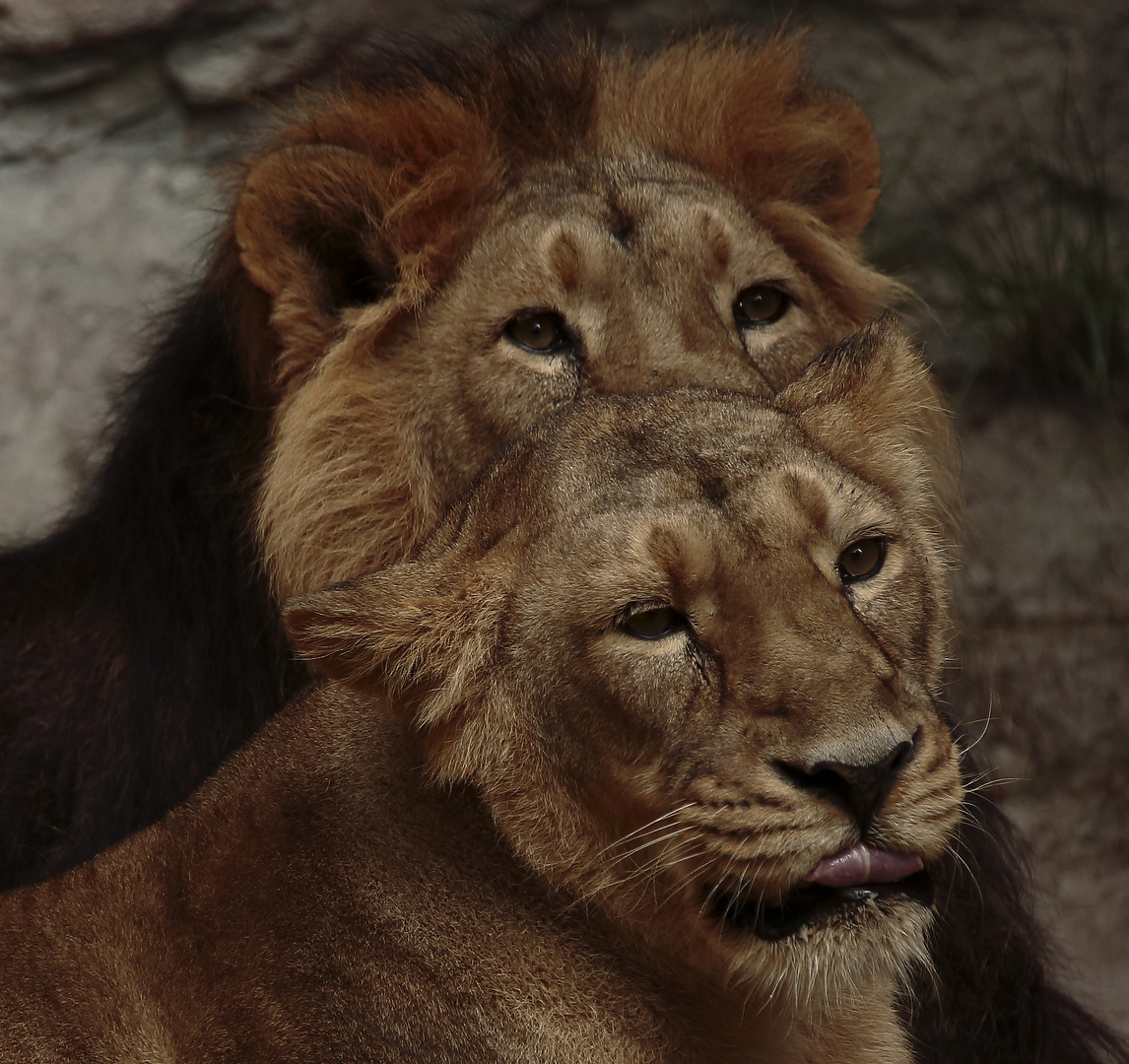 Doppelkopf Foto & Bild tiere, zoo, wildpark & falknerei, säugetiere