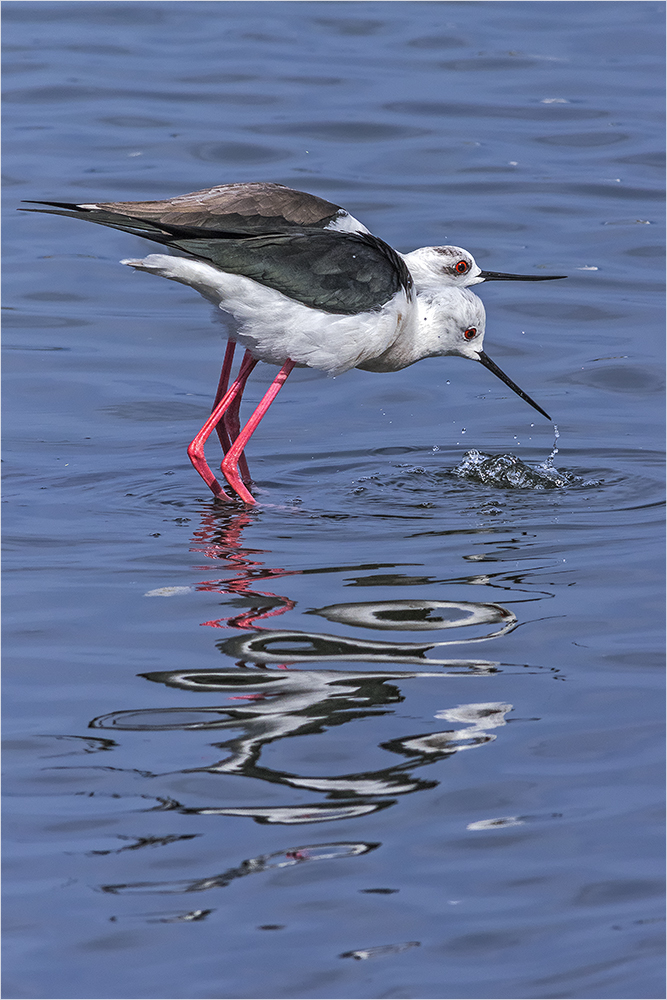 doppelkopf Foto & Bild wasser, mallorca, natur Bilder auf