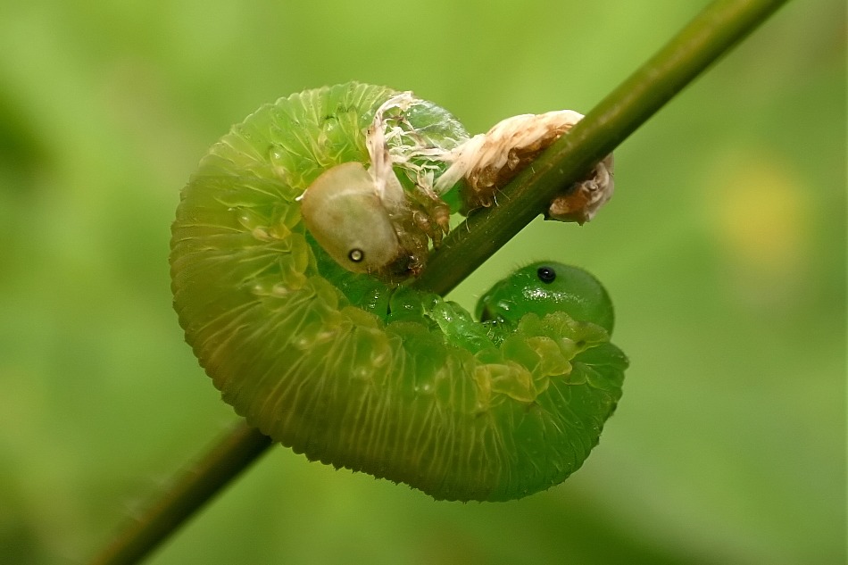 Doppelkopf