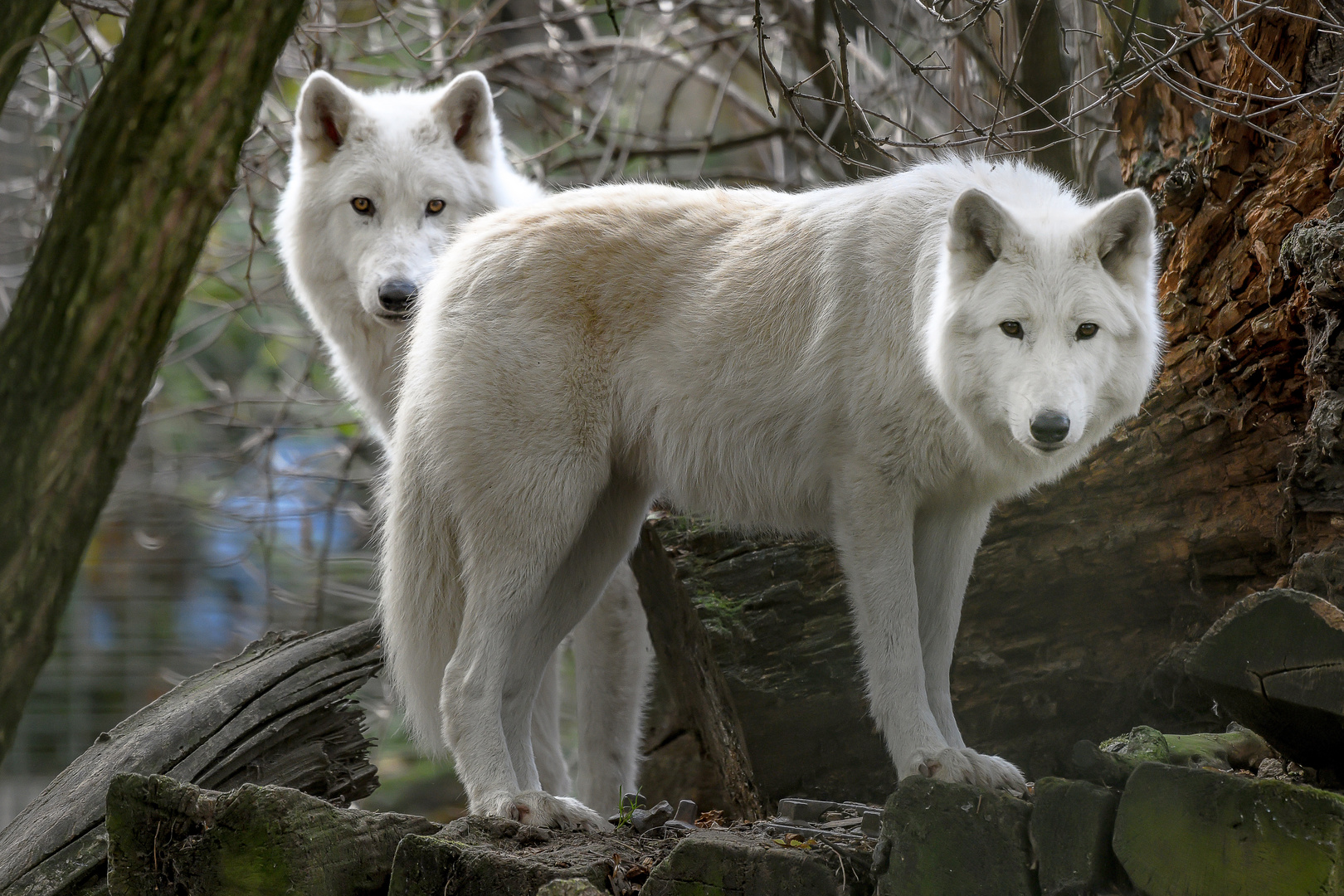 Doppelkopf