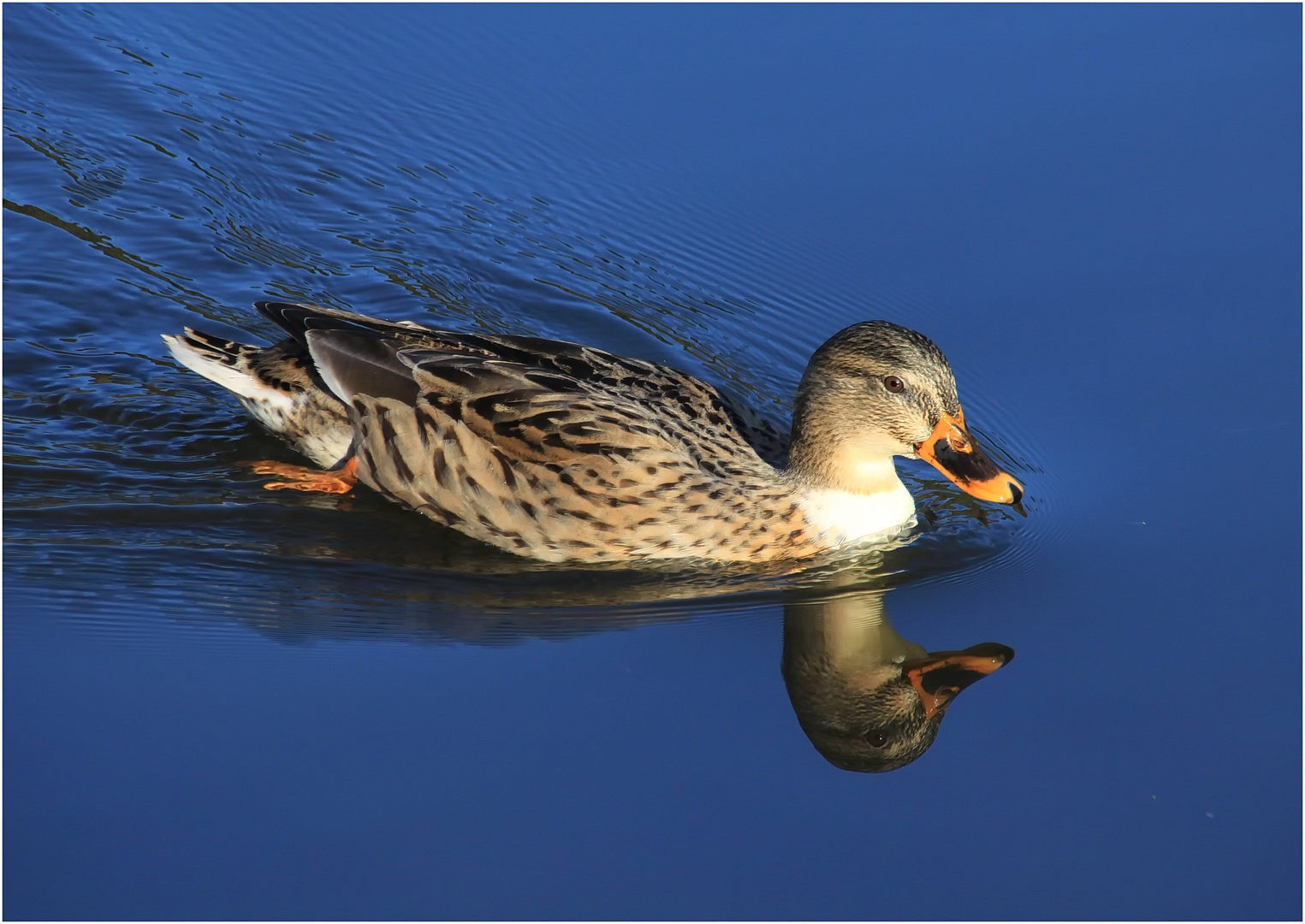 DOPPELKOPF Foto & Bild spezial, wasser, natur Bilder auf