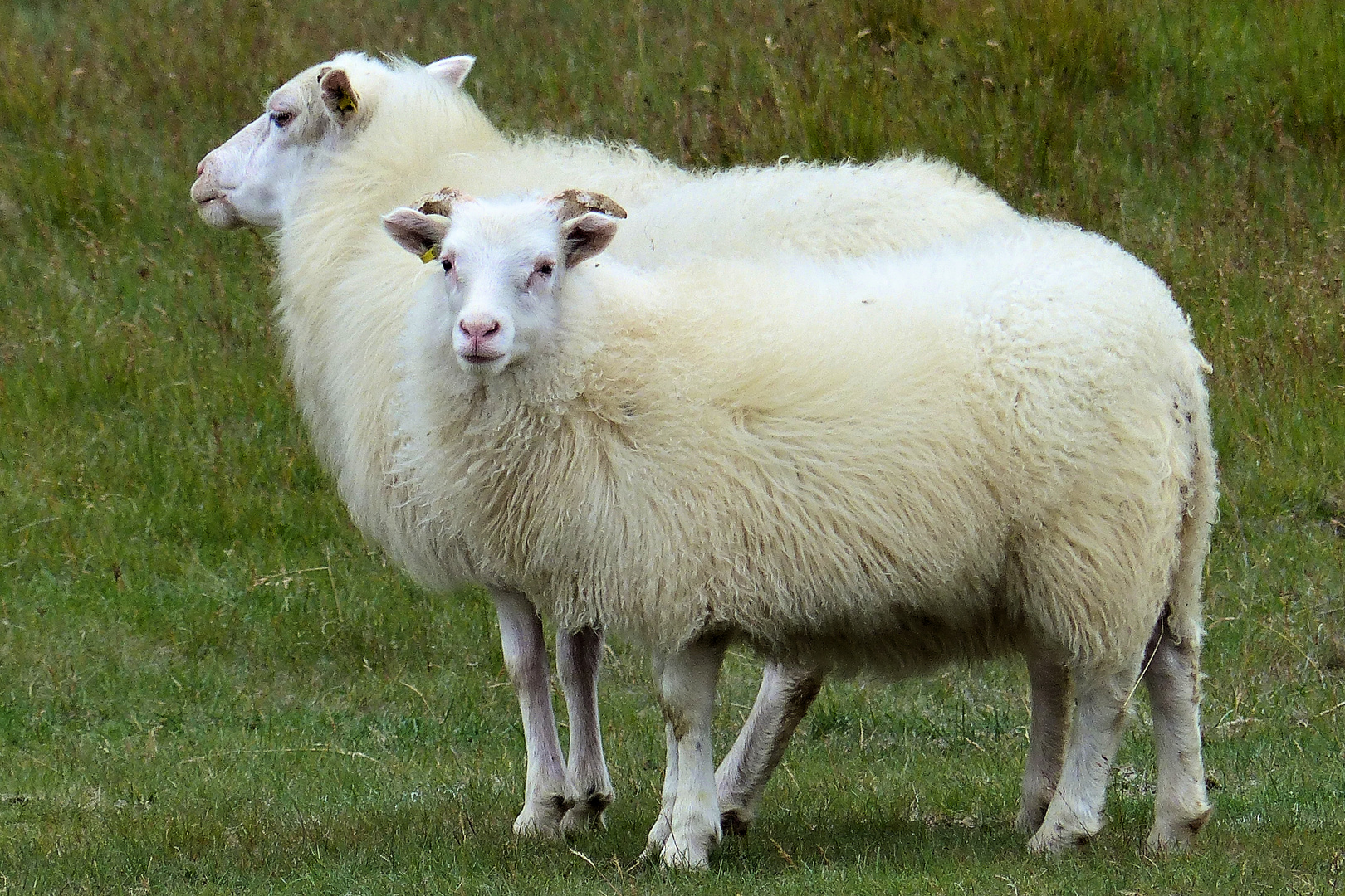 Doppelkopf ,ein Trugbild:-)