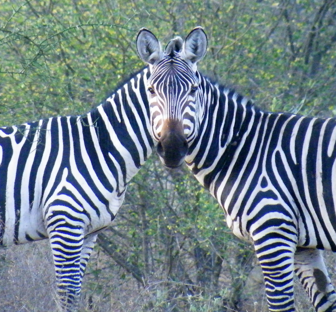 Doppelkopf im Steppengras