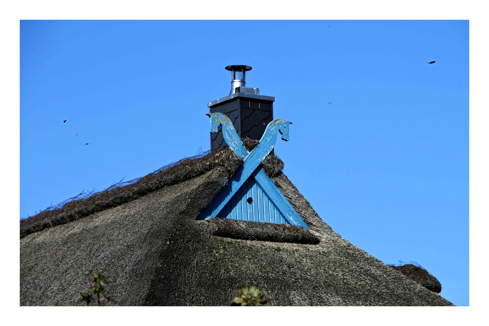 Doppelkopf in Blau