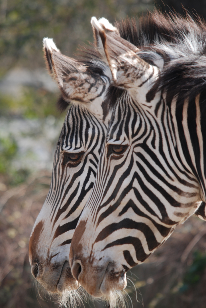 Doppelkopf mit Zebrastreifen