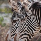 Doppelkopf mit Zebrastreifen