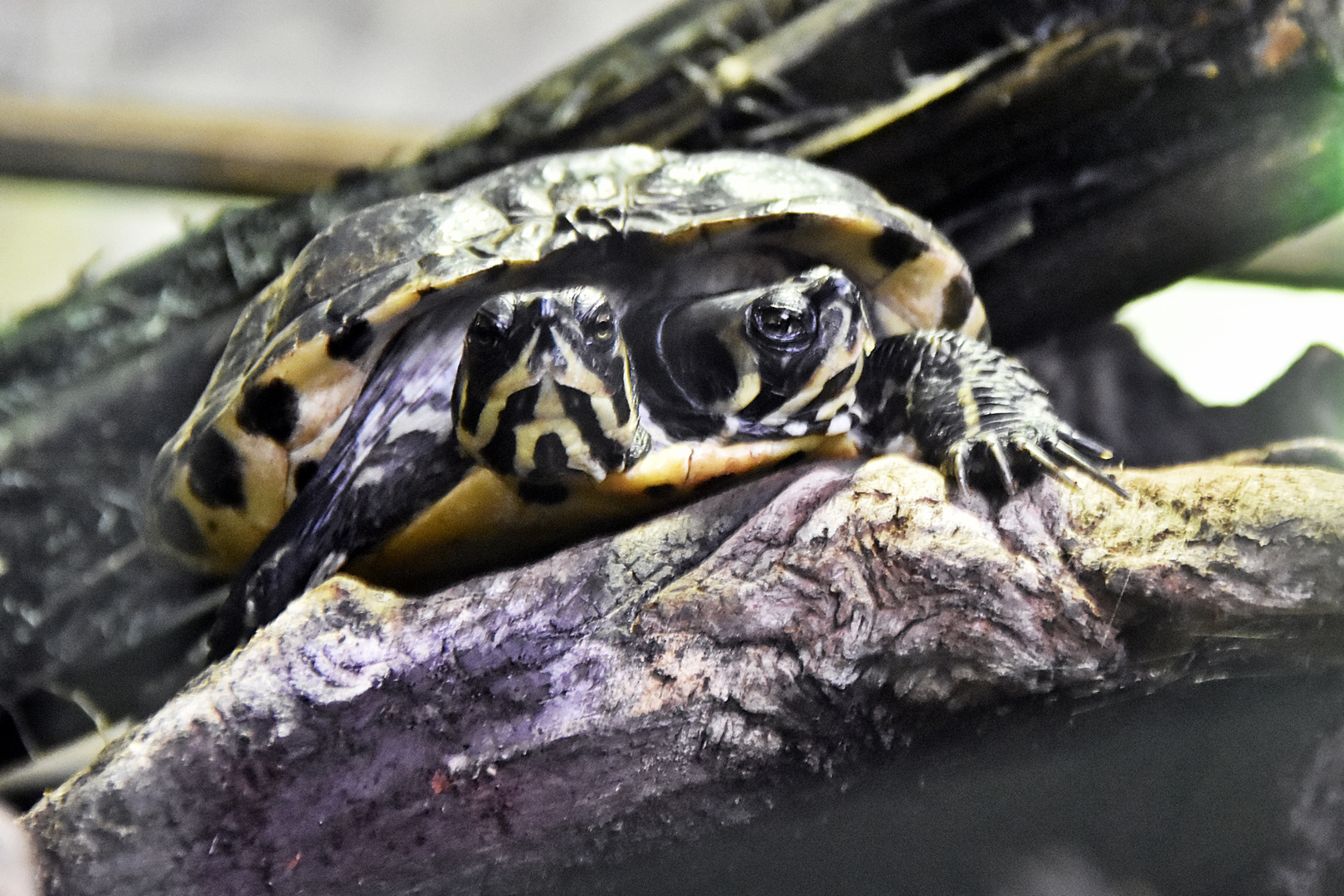 Doppelkopf Wasserschildkröte