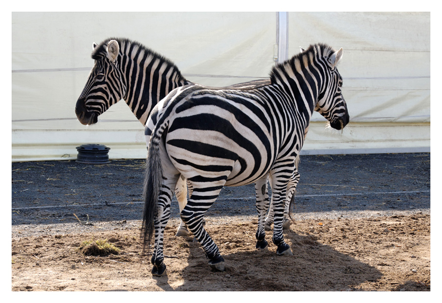 Doppelkopf Zebra