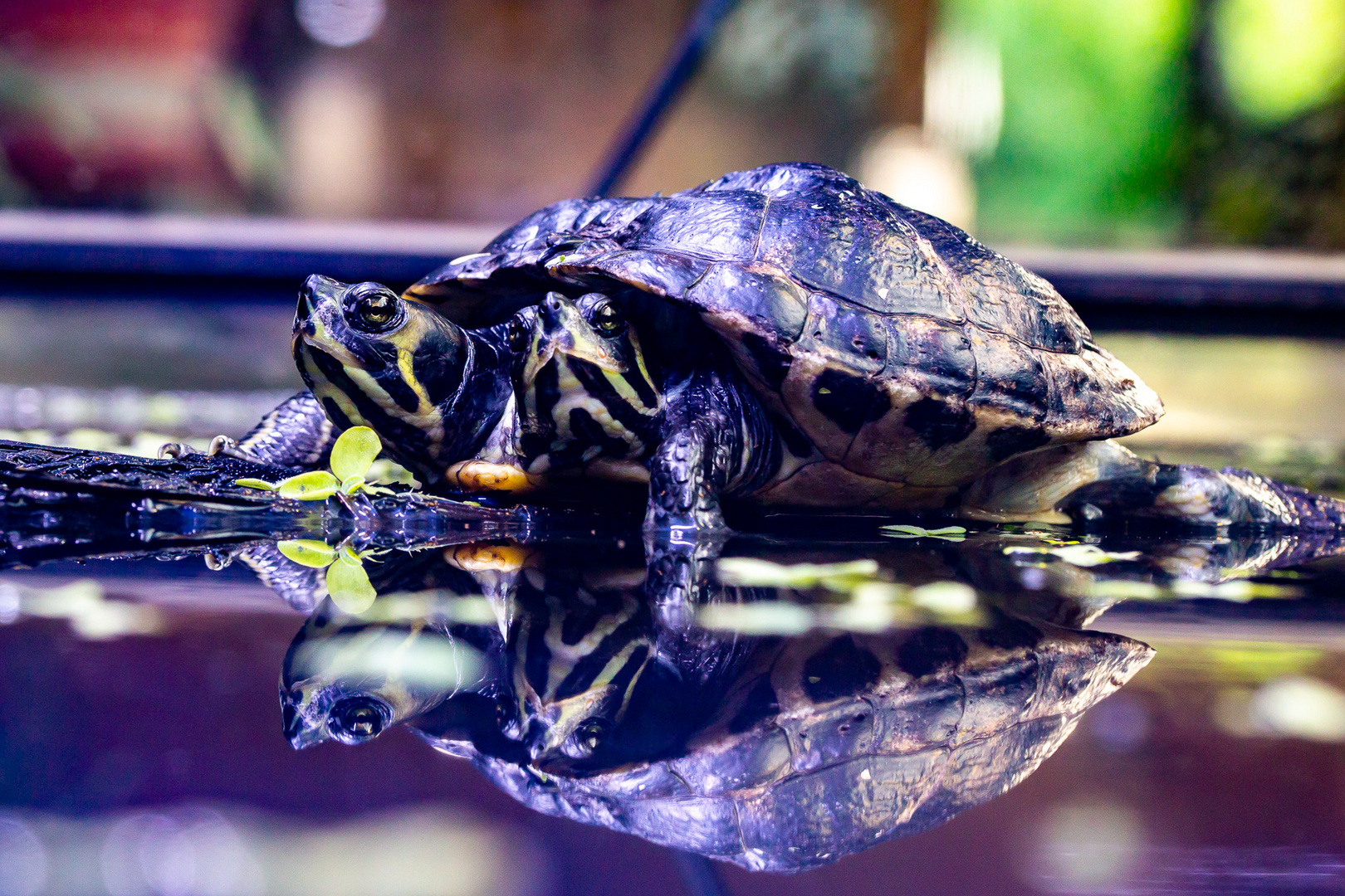 Doppelkopfschildkröte