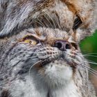 DOPPELLUX - Lynx lynx *bittenichtganzsostürmisch*
