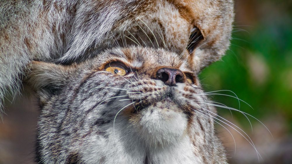 DOPPELLUX - Lynx lynx *bittenichtganzsostürmisch*