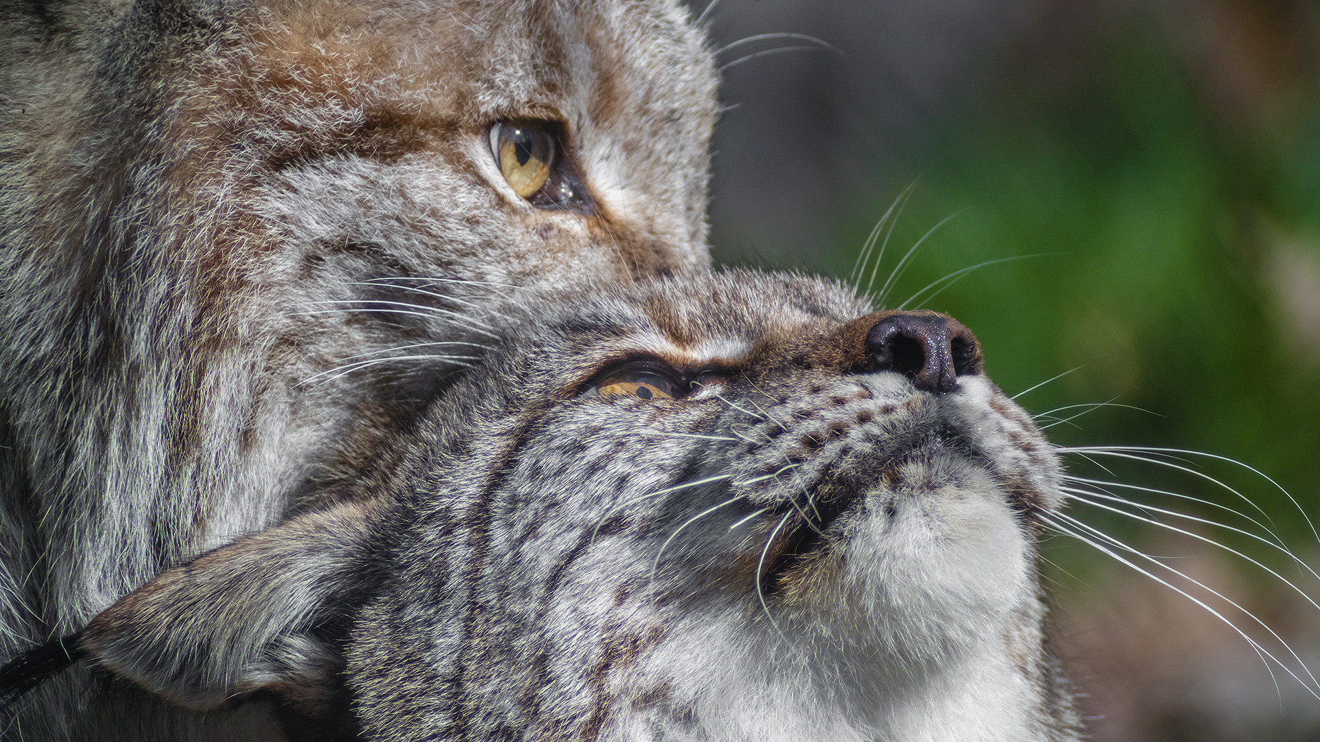 DOPPELLUX - Lynx lynx  *ganzstillhalteundgenieße*