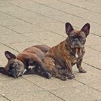 Doppelmops...oder Doppeldogge