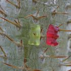 Doppelmord im Botanischen Garten Berlin