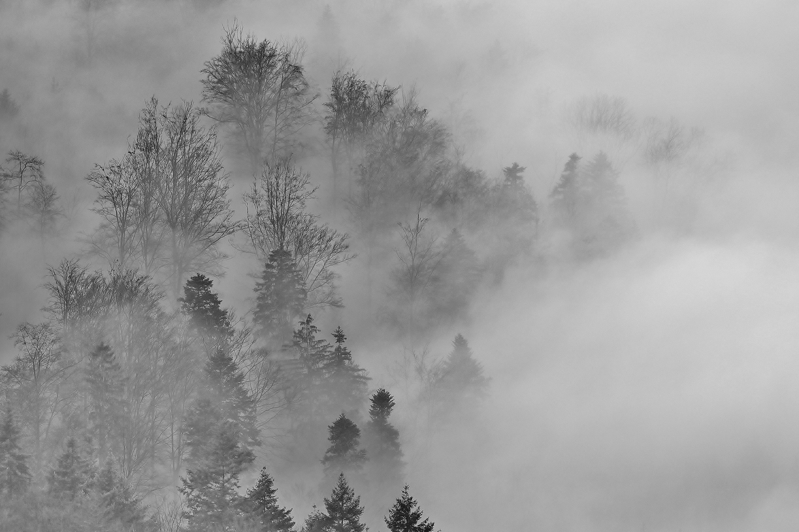 " Doppelmord im Nordschwarzwald " 