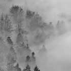 " Doppelmord im Nordschwarzwald " 