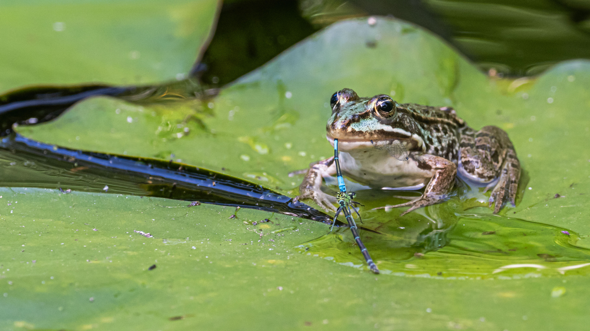 Doppelmord im Teich