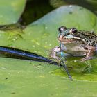 Doppelmord im Teich