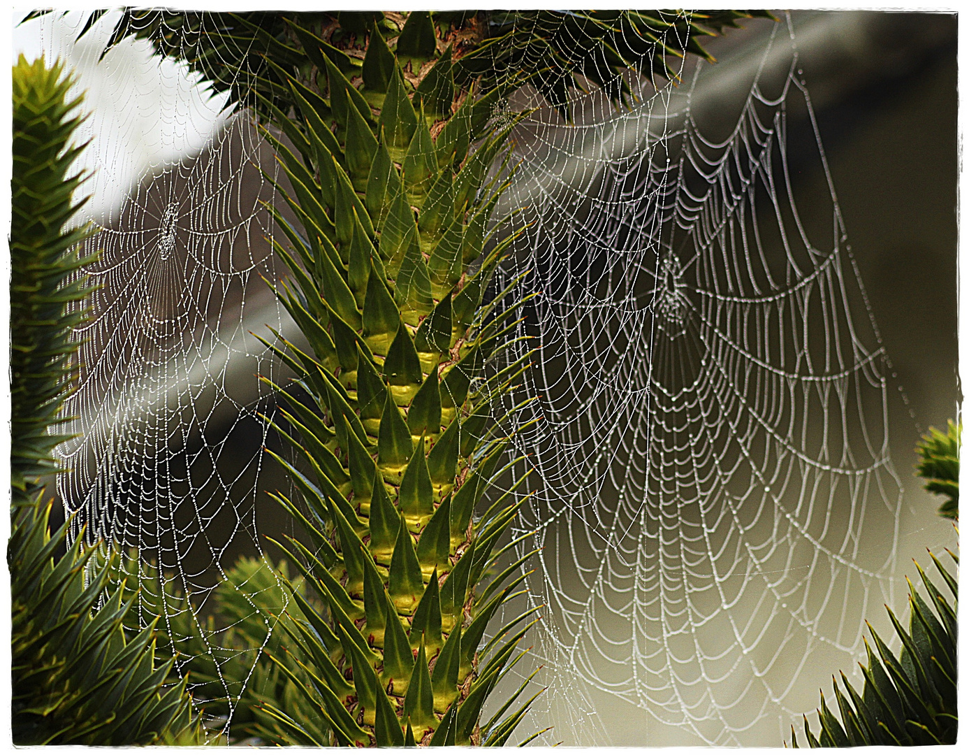 Doppelnetz ( ohne Spinne )