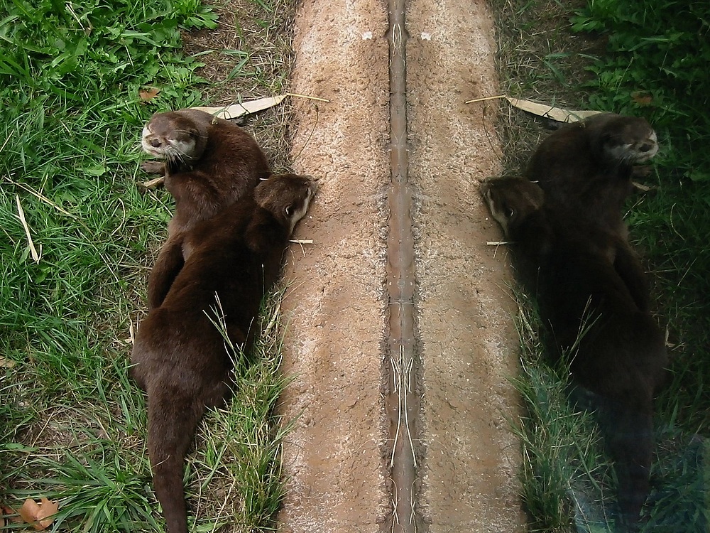 Doppelotter