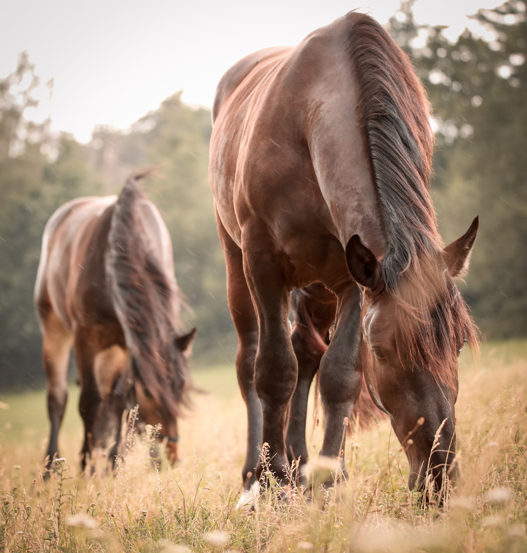 Doppelpack 