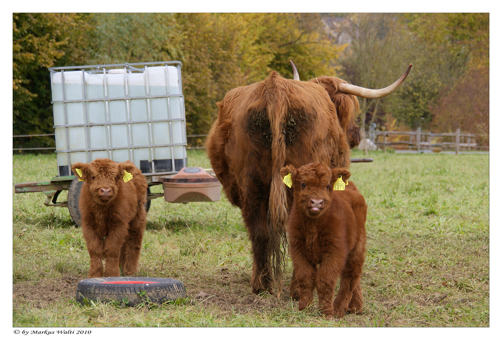 Doppelpack bei Highlander's