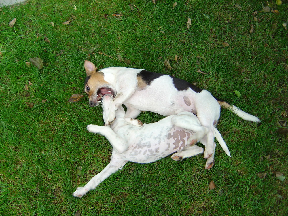 ..... Doppelpack Jack Russel .....