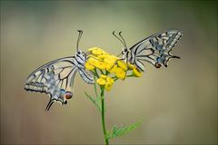 Doppelpack Papilio machaon