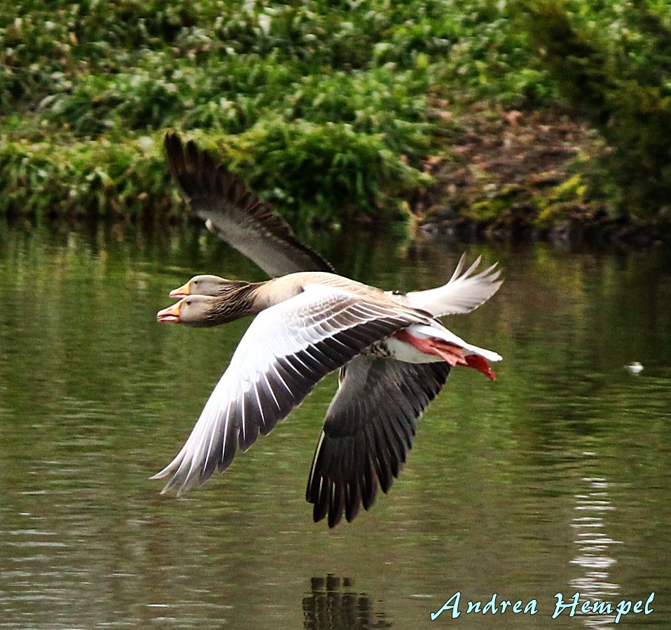 Doppelpflug