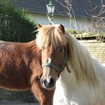 Doppelpony