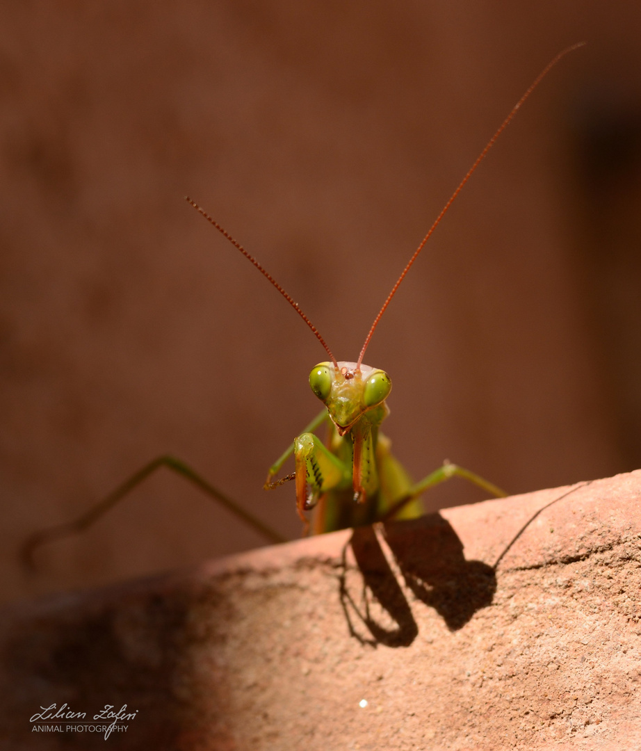 Doppelportrait