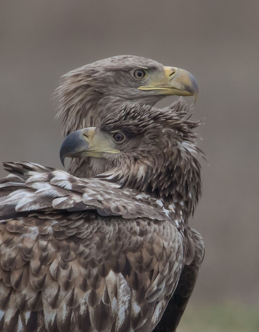 Doppelportrait