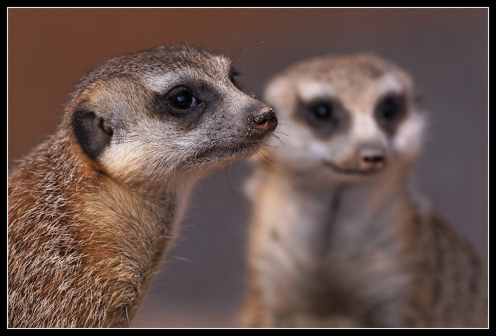 Doppelportrait