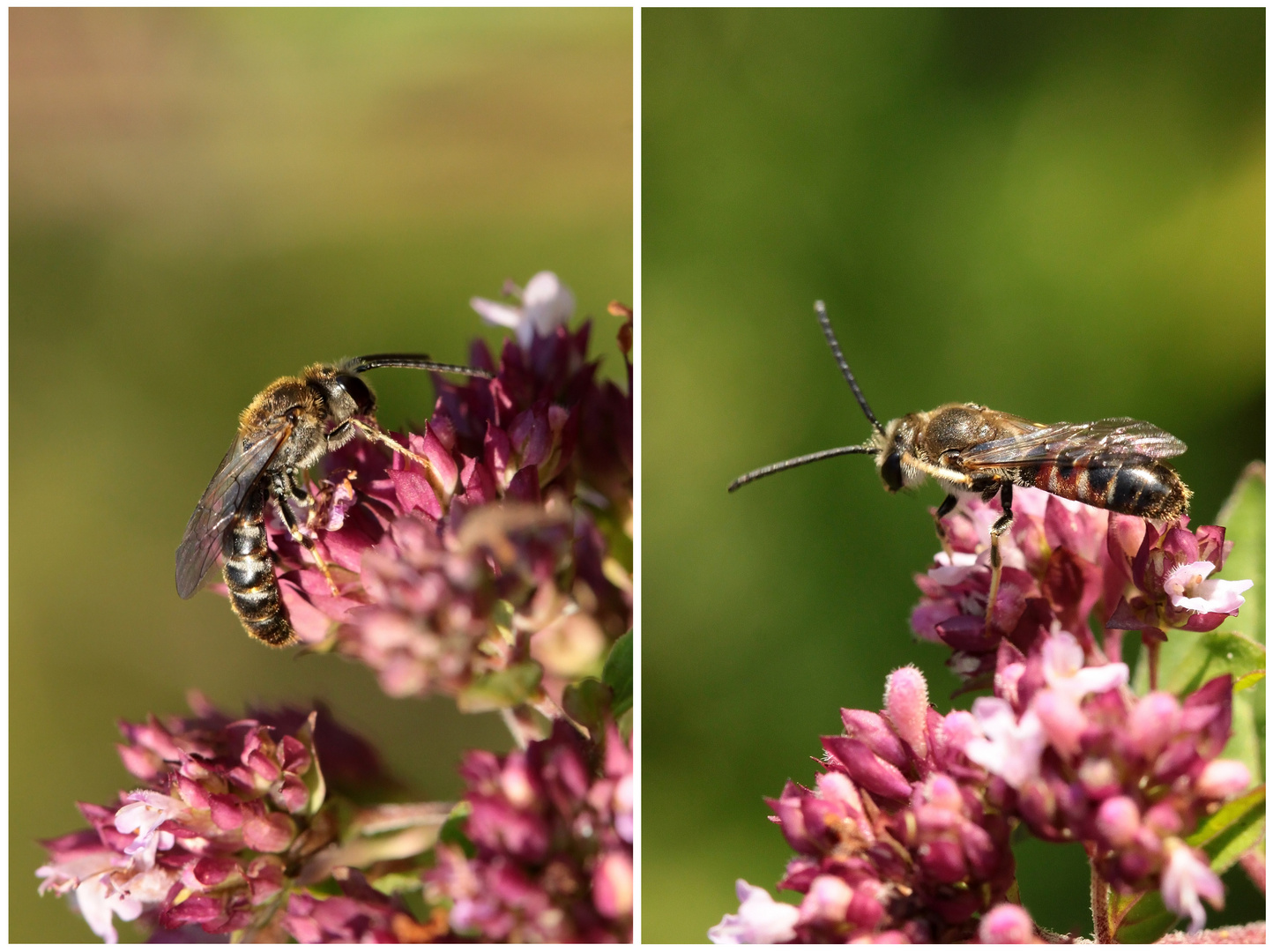 Doppelportrait Furchenbiene Lasioglossum calceatum