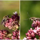 Doppelportrait Furchenbiene Lasioglossum calceatum