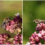 Doppelportrait Furchenbiene Lasioglossum calceatum