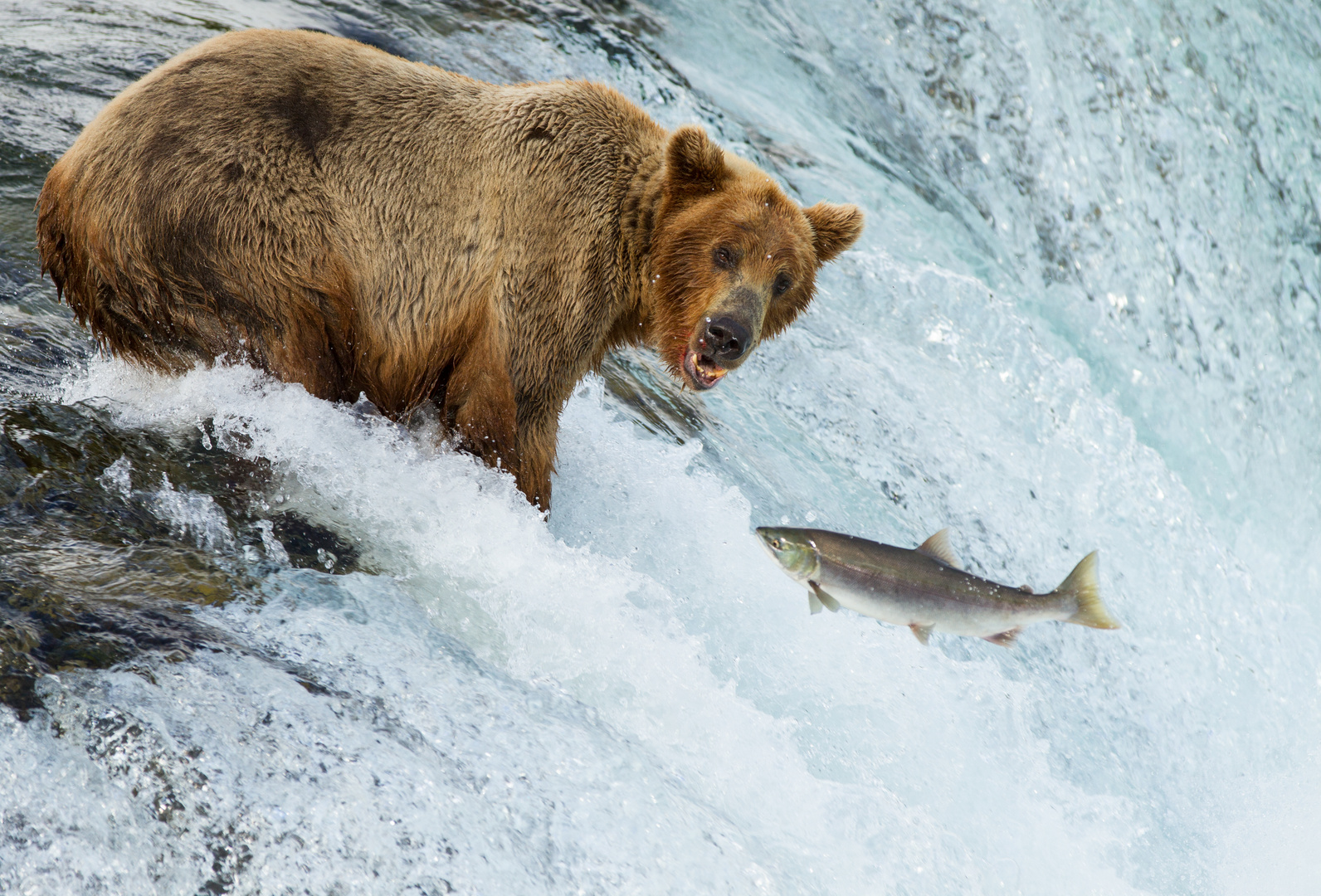 Doppelportrait Grizzly und Lachs