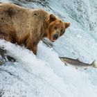 Doppelportrait Grizzly und Lachs