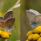 Doppelportrait Hauhechelbläuling (Polyommatus icarus)