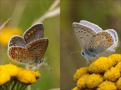 Doppelportrait Hauhechelbläuling (Polyommatus icarus)