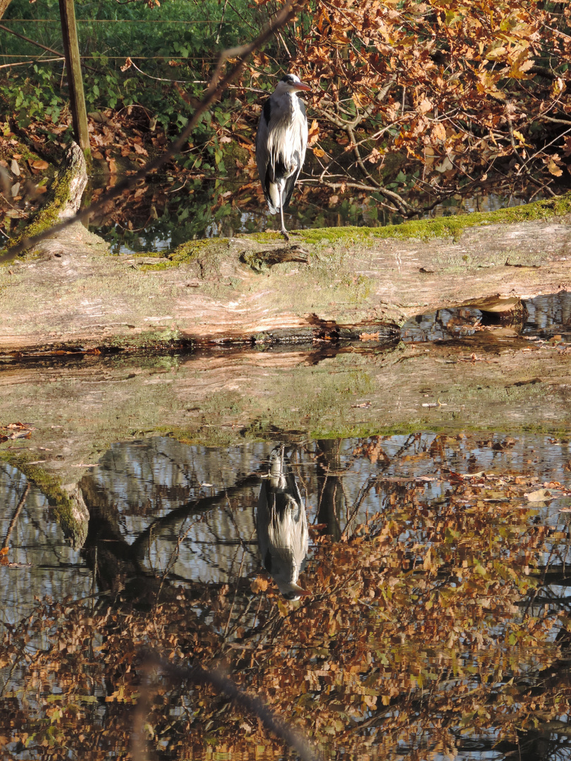 Doppelreiher