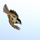 Vögel
