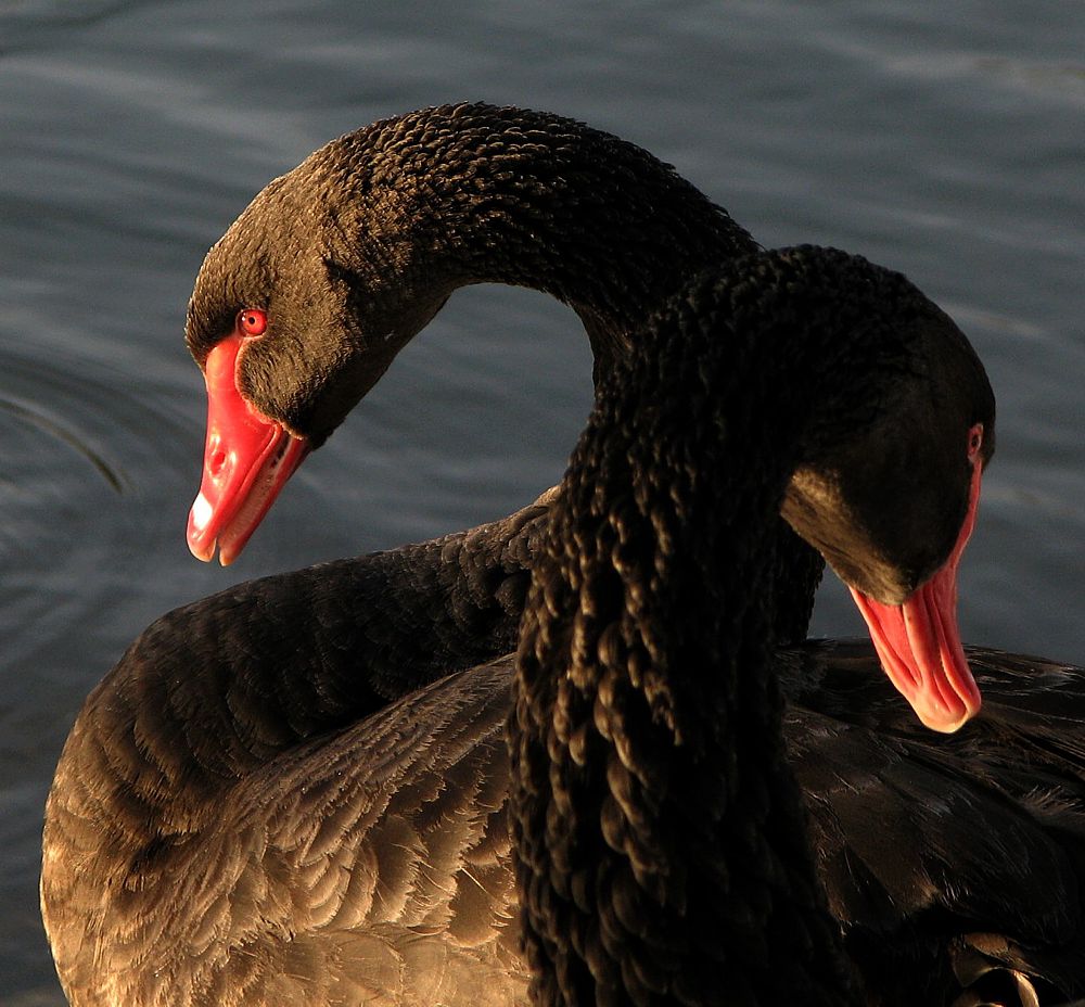 Doppelschwan