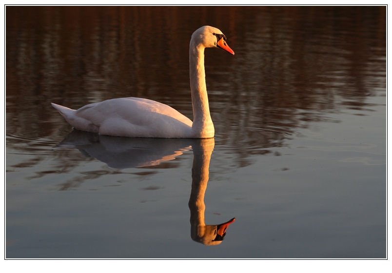 Doppelschwan