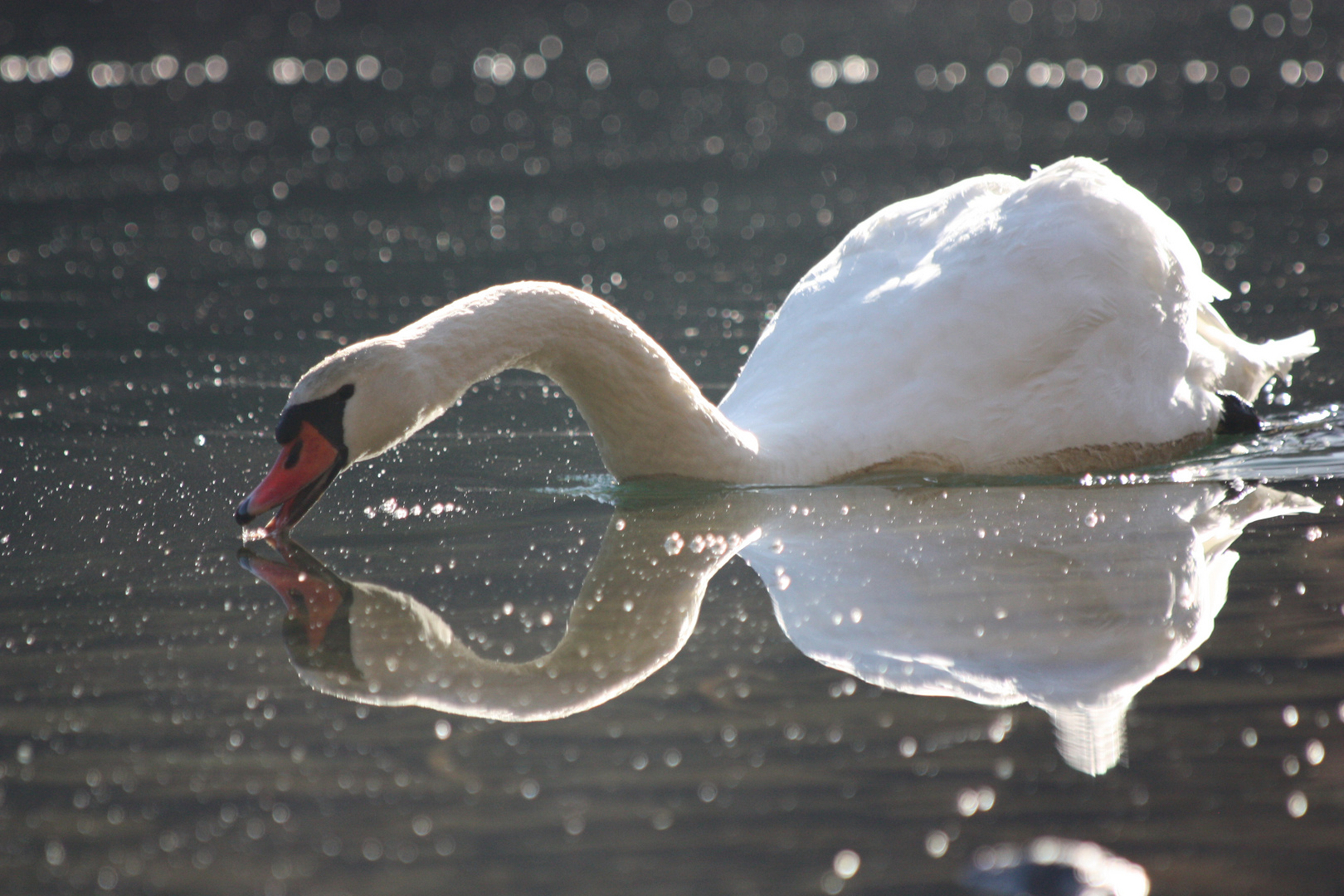 Doppelschwan